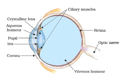 Human Eye Diagram Labeled