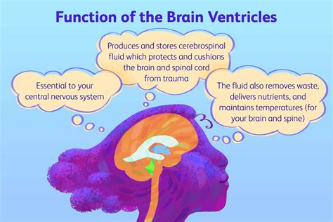 Parts Of The Brain: Anatomy, Structure Functions, 41% OFF