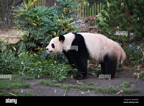 giant panda near bamboo in the forest Stock Photo - Alamy