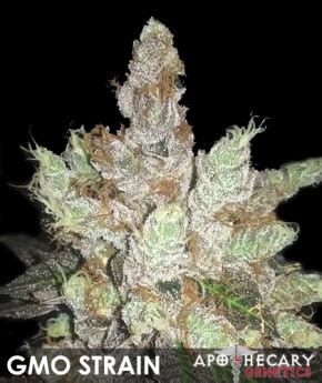 GMO COOKIES – Apothecary Genetics