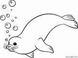 Seal Coloring Pages 34 Free Printables  ColoringAll sketch template