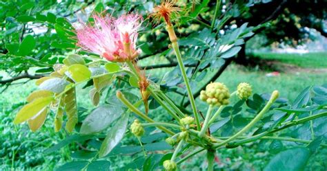 Medicinal Plants: Albizia saman, Shiriisha, Thoongumoonji maram, Gulabi Siris