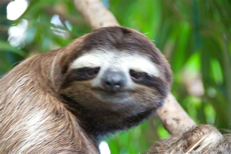 The Smilling Face of A Sloth | Dallas has the only publicly … | Flickr