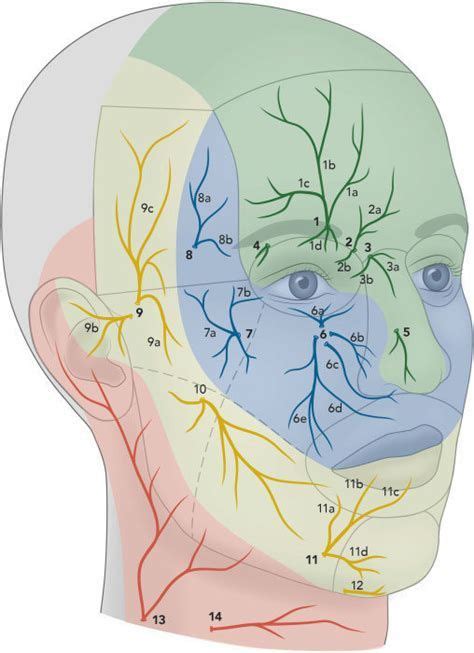 facial nerve - - Image Search Results Muscles Of The Face, Facial Muscles, Ehlers Danlos ...