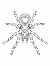 38  Spider Coloring Page Images Mejikuhibiniu sketch template