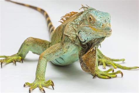 Tener una iguana como mascota te cambia la vida - Mascotadictos