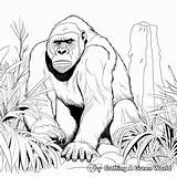Gorilla Coloring Pages  Free & Printable sketch template
