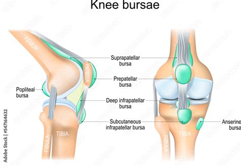 Knee bursae. Frontal and side view of human knee joint. Stock Vector ...