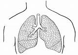 Coloring Page lungs  Free printables Img 16650 sketch template