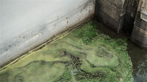 Lake Okeechobee blue-green algae bloom at Port Mayaca slightly toxic