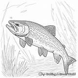 Trout Coloring Pages  Free & Printable sketch template