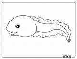 Tadpole Coloring Pages Free PDF Printables  Simply Love sketch template
