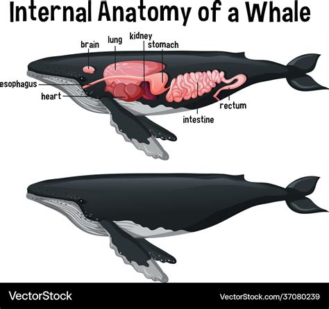 Blue Whale Anatomy Diagram