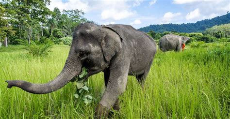 From Phuket: Ethical Elephant Sanctuary Tour in Phang Nga | GetYourGuide