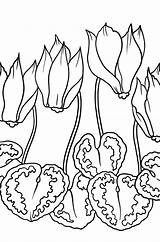 Persian Cyclamen  Flowers Coloring Pages For Adults Online sketch template