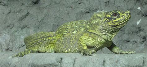 Philippine Sailfin Lizard | The Animal Facts | Appearance, Diet, Habitat