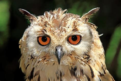 Indian Eagle Owl Photograph by Tier Und Naturfotografie J Und C Sohns - Fine Art America