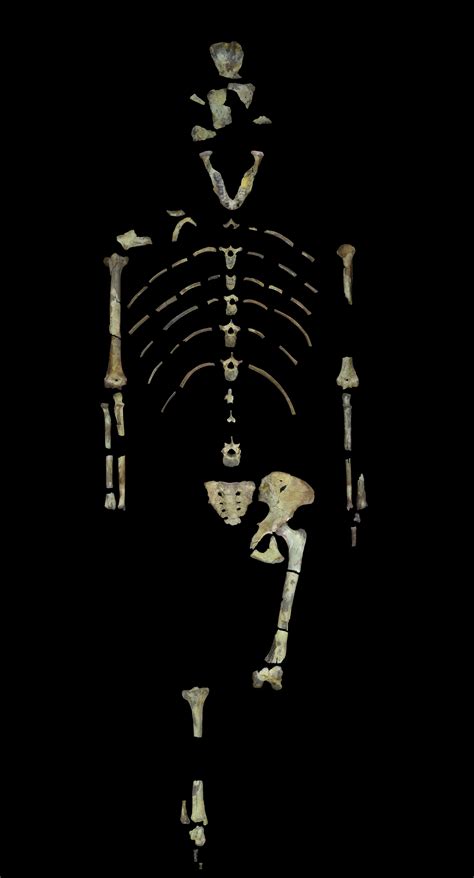 Australopithecus Anamensis Fossils