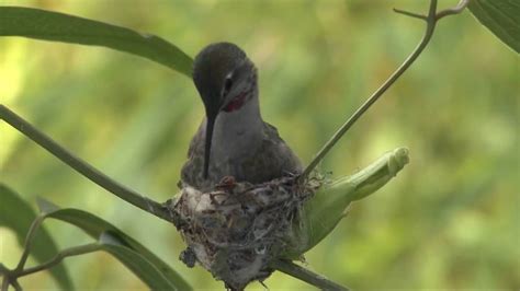 Hummingbird Building a Nest.mp4 - YouTube