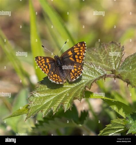 Duke of Burgundy Butterfly Stock Photo - Alamy