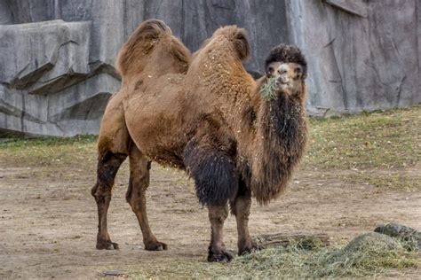 Camel Yard Archives - Milwaukee County Zoo