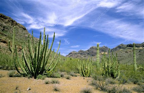 Cacti, Arizona - Stock Image - C003/9310 - Science Photo Library