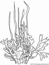 Seaweed Google Search Ocean Coloring Pages Underwater Sketch  sketch template