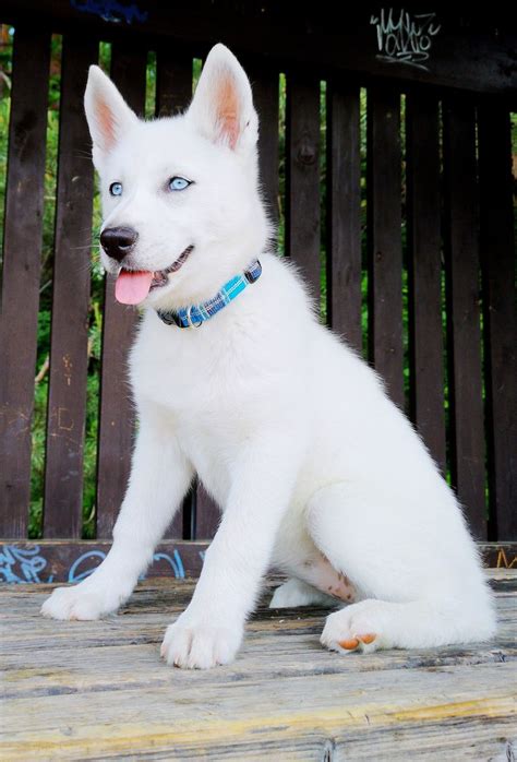 a white dog sitting on top of a wooden bench