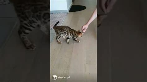 Training session #cat #bengal #kitten #training #pets - Cat World News