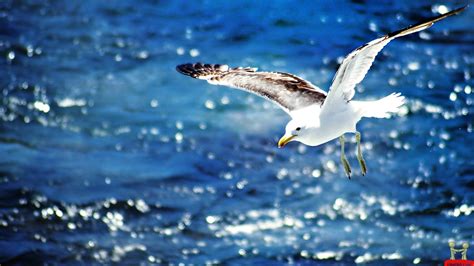 Majestic Seagull: HD Wallpaper of a Bird in Flight