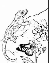 Printable Gecko Coloring Pages Free For Kids And Adults sketch template