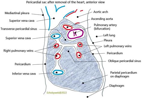 Transverse Pericardial Sinus