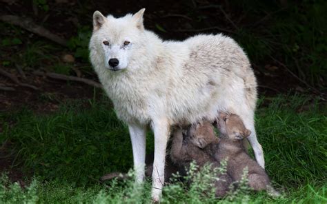 wolf, Wolves, Mother, Puppy, Baby Wallpapers HD / Desktop and Mobile Backgrounds