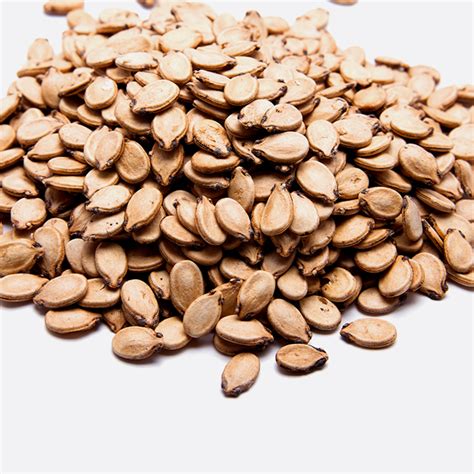 Dry roasted salted watermelon seeds – NutsFactoryNYC