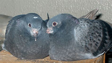 Selecting a Quality Breeding Pair | Winning Pigeon Racing and Racing Pigeons Strategies - Pigeon ...