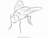 Fly Coloring Pages Color Drawing Print Printable Cartoon Shoo Sheet  sketch template