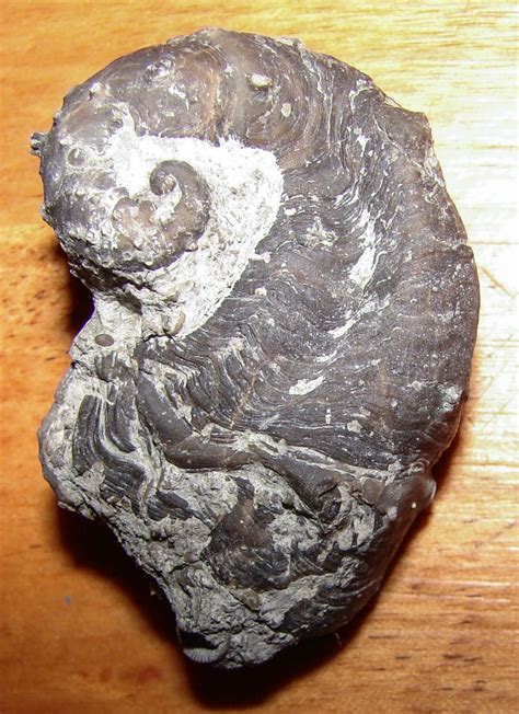 Platyceras rarispinum Gastropod - Members Gallery - The Fossil Forum