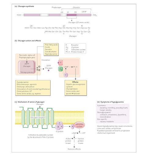 Glucagon - pediagenosis