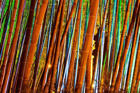 Premium Photo | Bamboo forest with colorful illumination at night