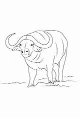 Drawing Of buffalo coloring Page sketch template