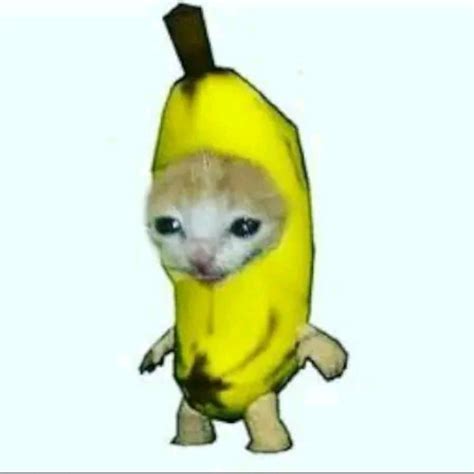 Cat In Fruit Meme - CATSXD