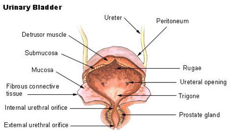 Urinary Bladder | SEER Training