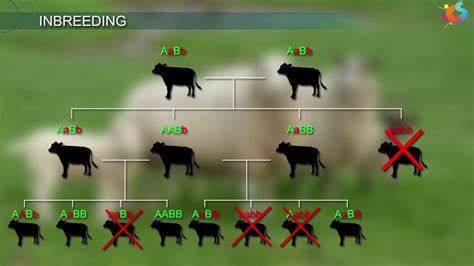 An Introduction To Animal Husbandry - EroFound