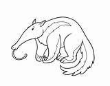 An Aardvark Coloring Page  Coloringcrewcom Home sketch template