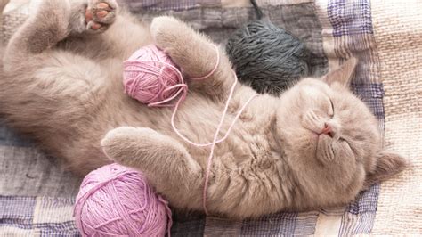 7 Tips For a Contented Cat | VetChat