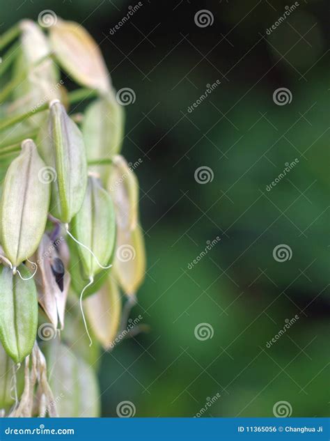 Lily flowers and seed pods stock photo. Image of detail - 11365056