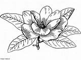 Magnolia Flower coloring Page sketch template