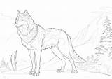 Free Wolf Coloring Page  Mimi Panda sketch template