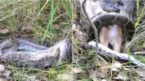 Video of Burmese python swallowing a deer goes viral. Twitter is in ...