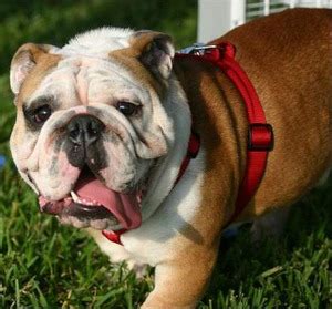 Louisiana Tech University’s beloved mascot is missing - DogTime